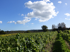 Carr Taylor Vinyard - photo by Juliamaud