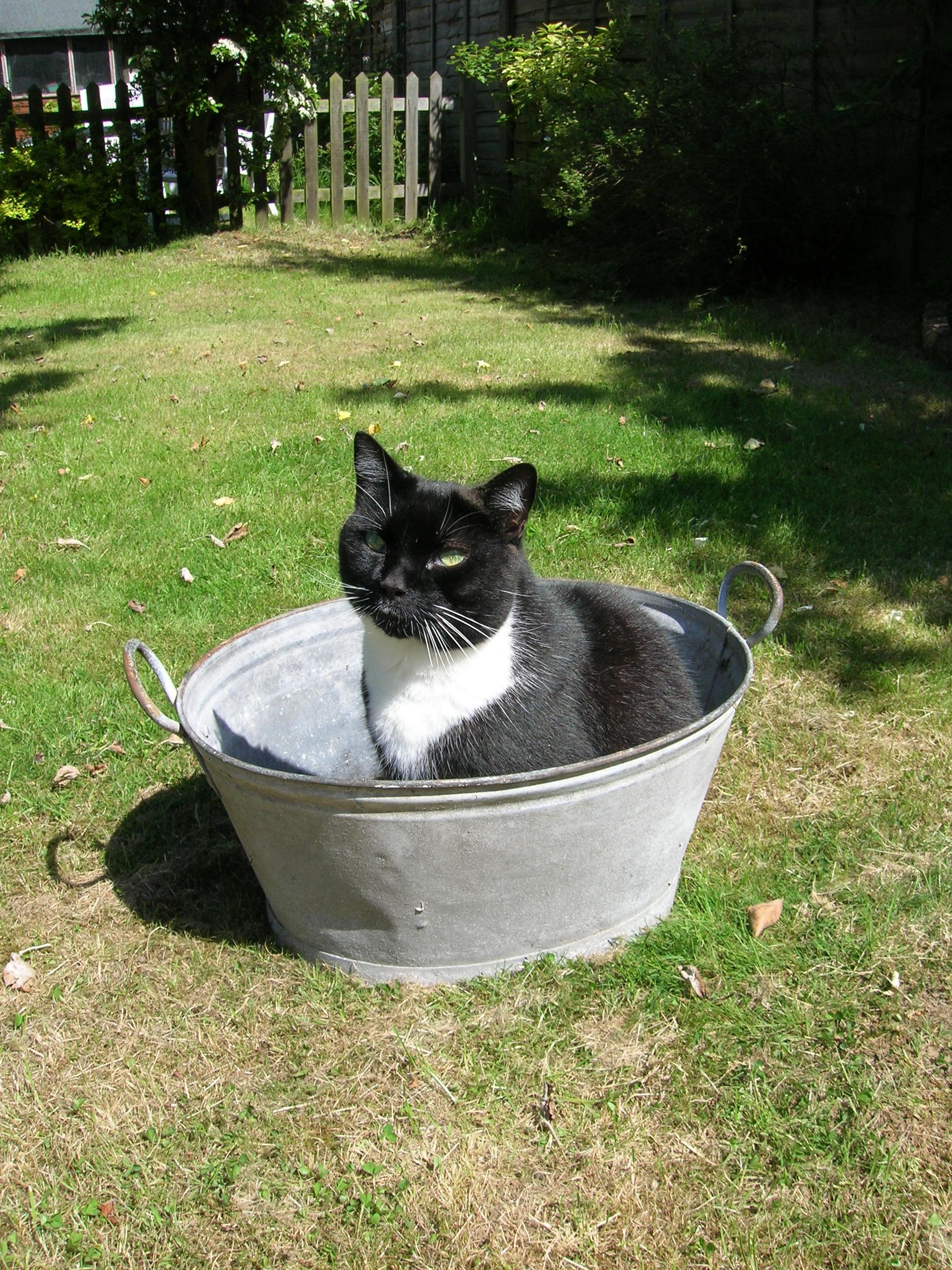 Cat in a bath by Juliamaud