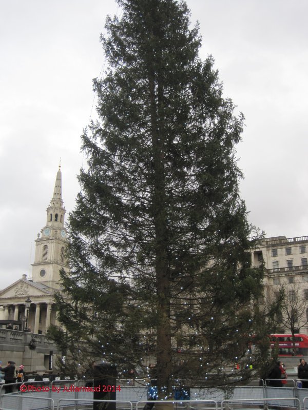 christmas tree in trafalgar square