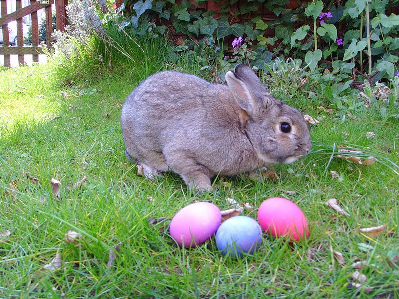 Easter Bunny