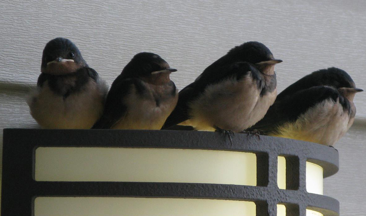 Barn Swallow Babies leave nest by Garrylindsay