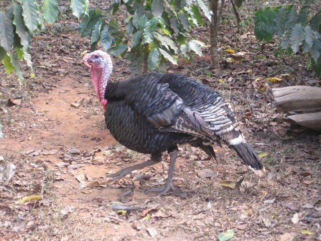 Turkey in Cuba