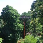 Treetop walk - photo by Juliamaud