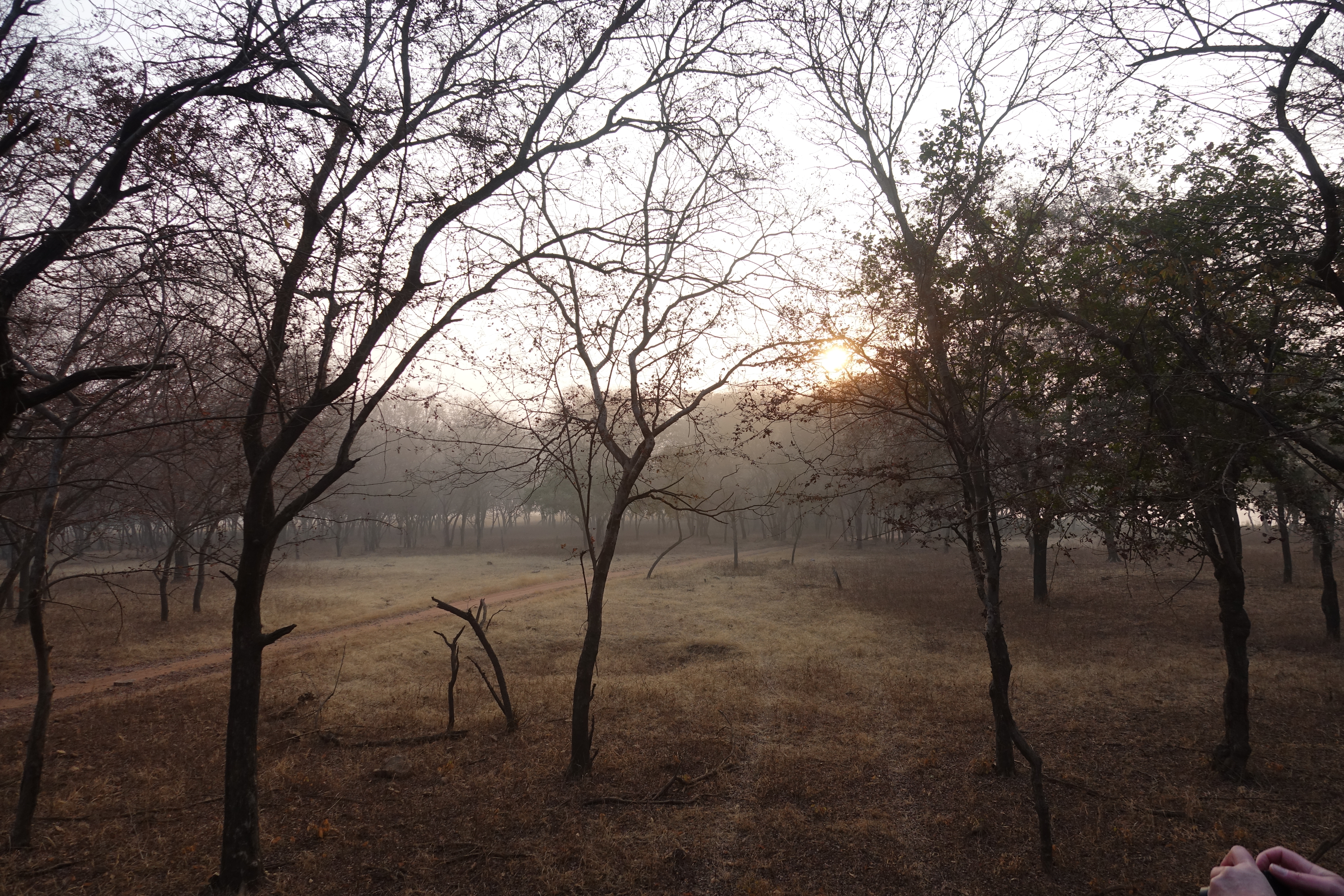 Ranthambhore National Park - photo by Juliamaud