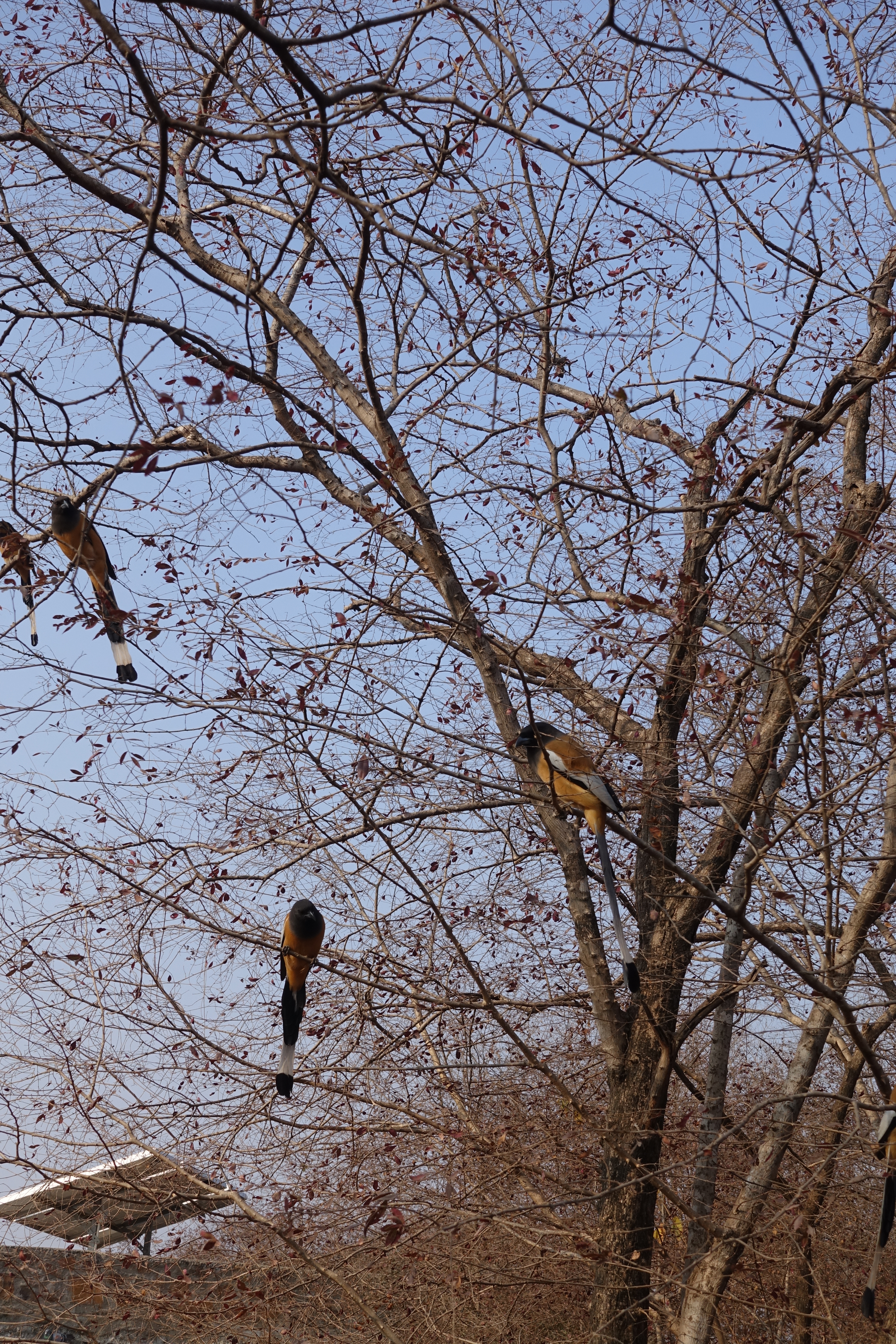 Birds in the Trees in Ranthambhore National Park - photo by Juliamaud