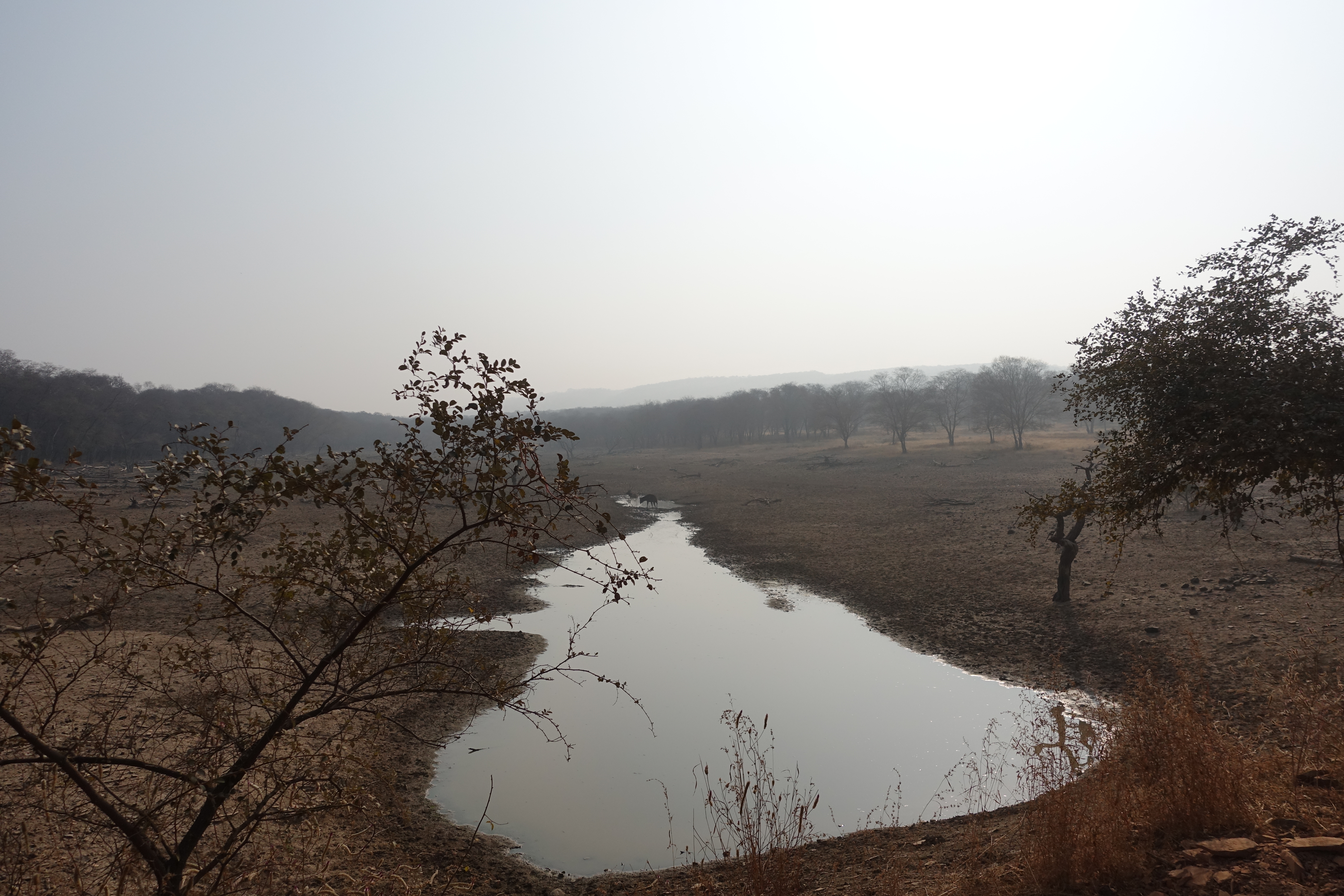 Ranthambhore National Park - photo by Juliamaud