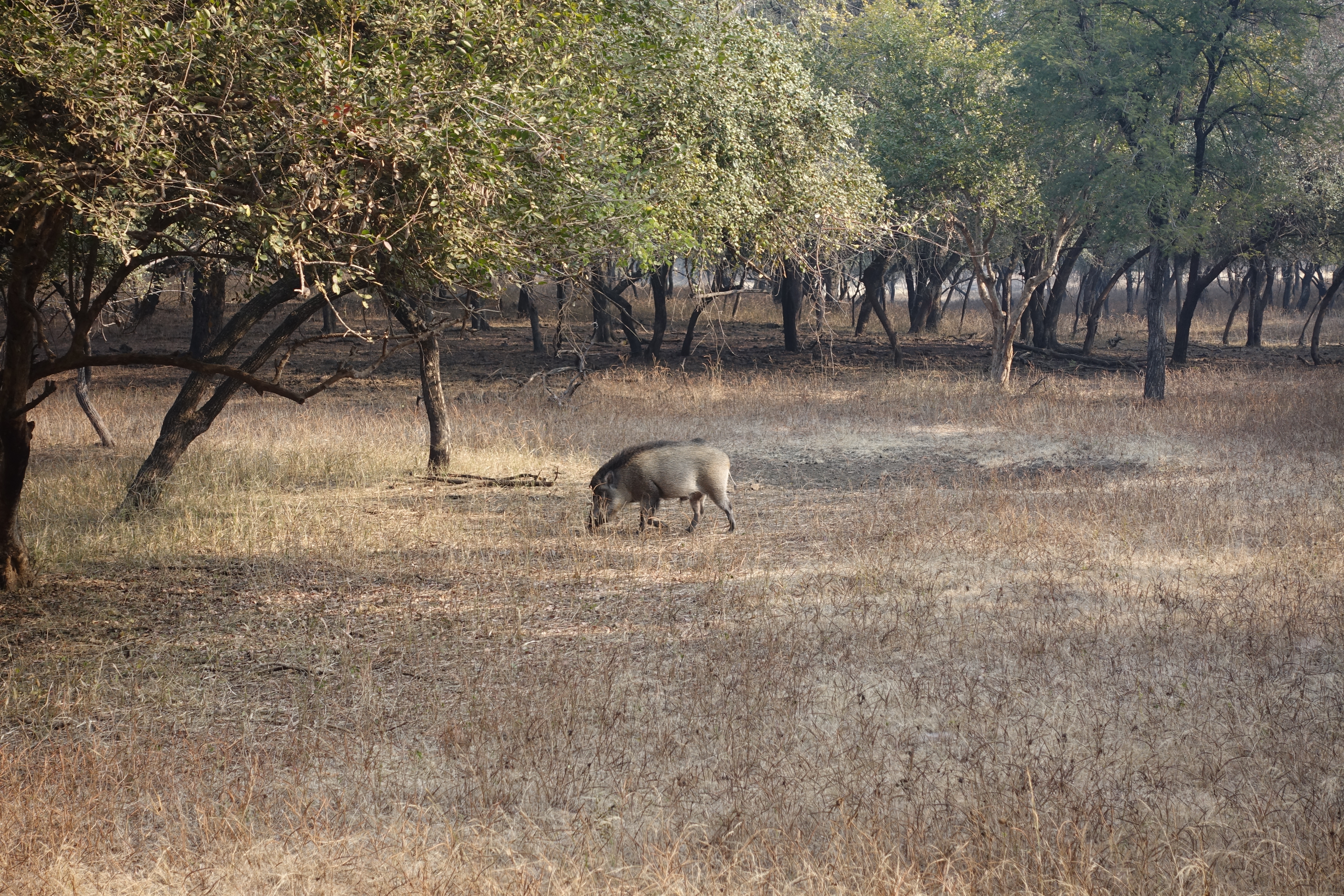 Wild Boar in Ranthambhore National Park - photo by Juliamaud