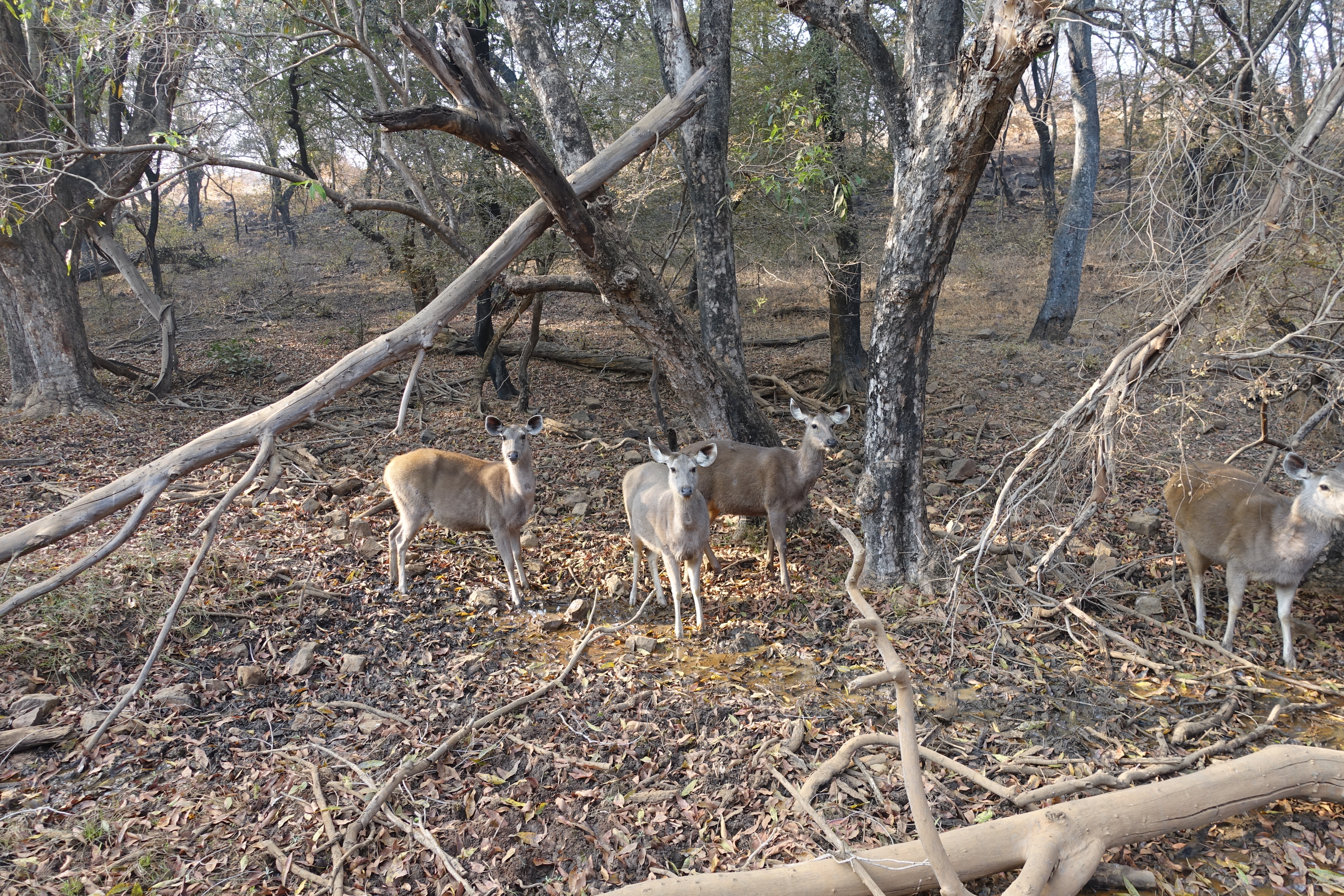 Deer in Ranthambhore National Park - photo by Juliamaud