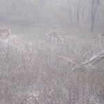 Deer in Ranthambhore National Park - photo by Juliamaud