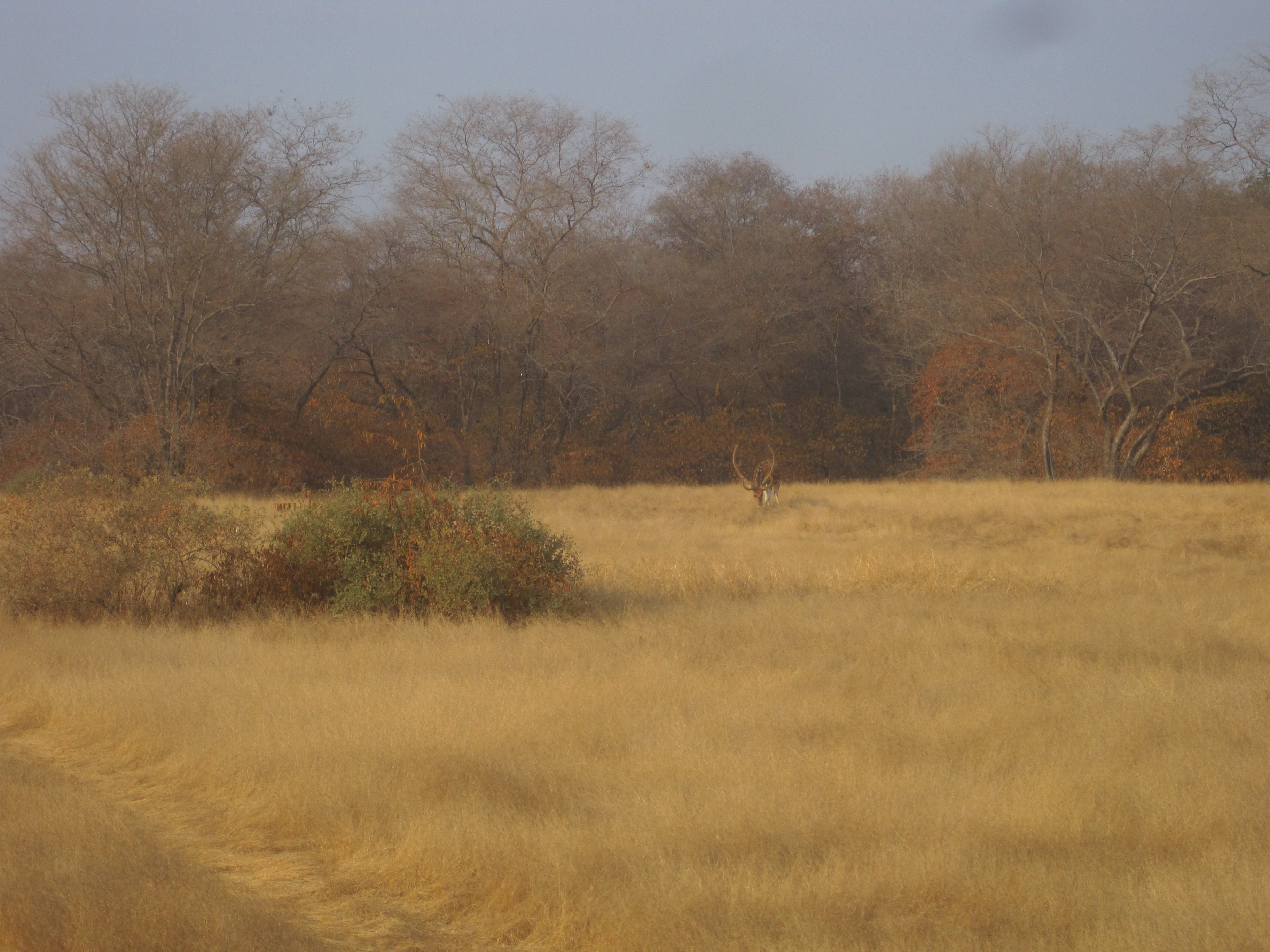 Ranthambhore National Park - photo by Juliamaud