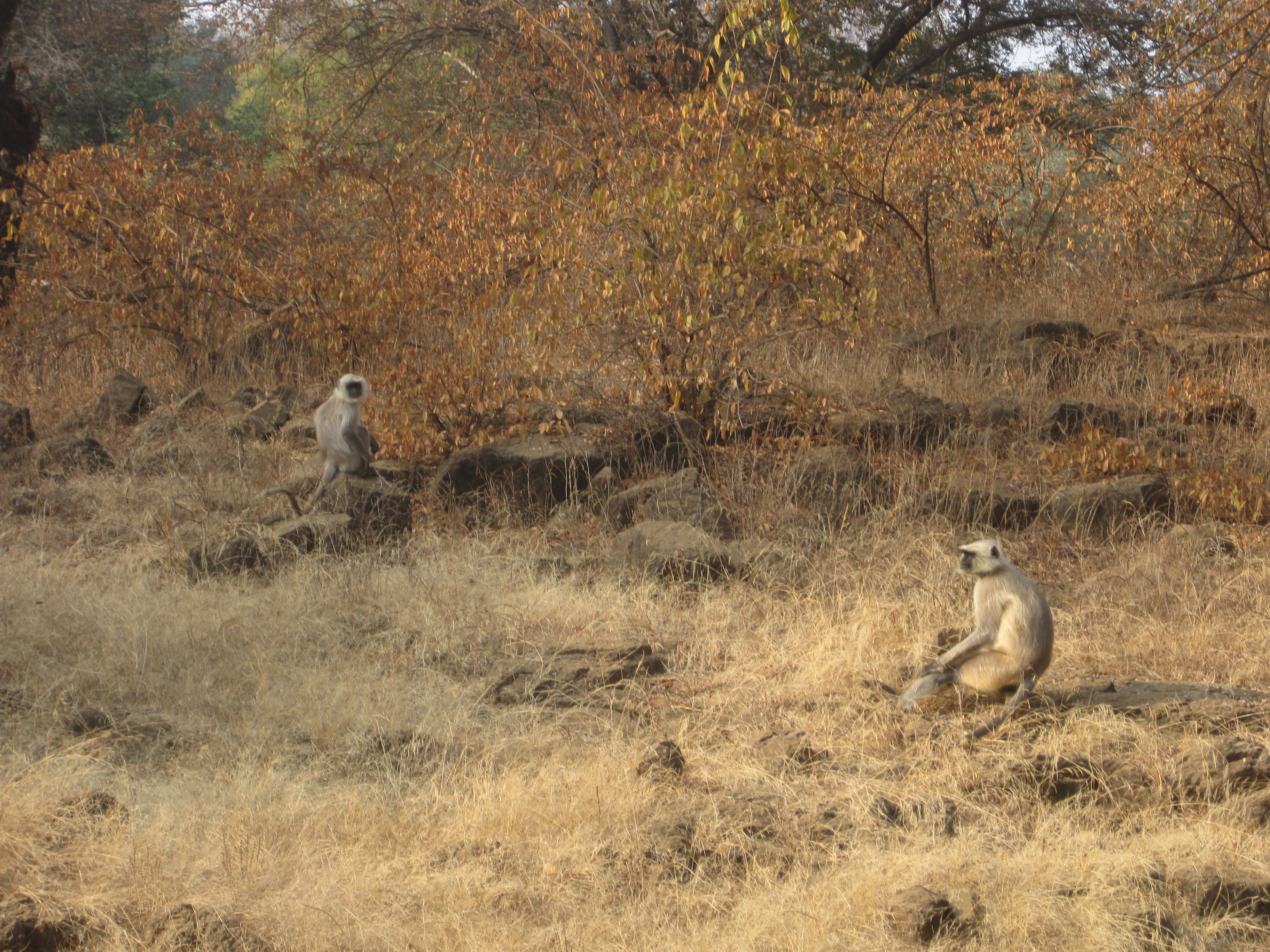 Monkeys in Ranthambhore National Park - photo by Juliamaud