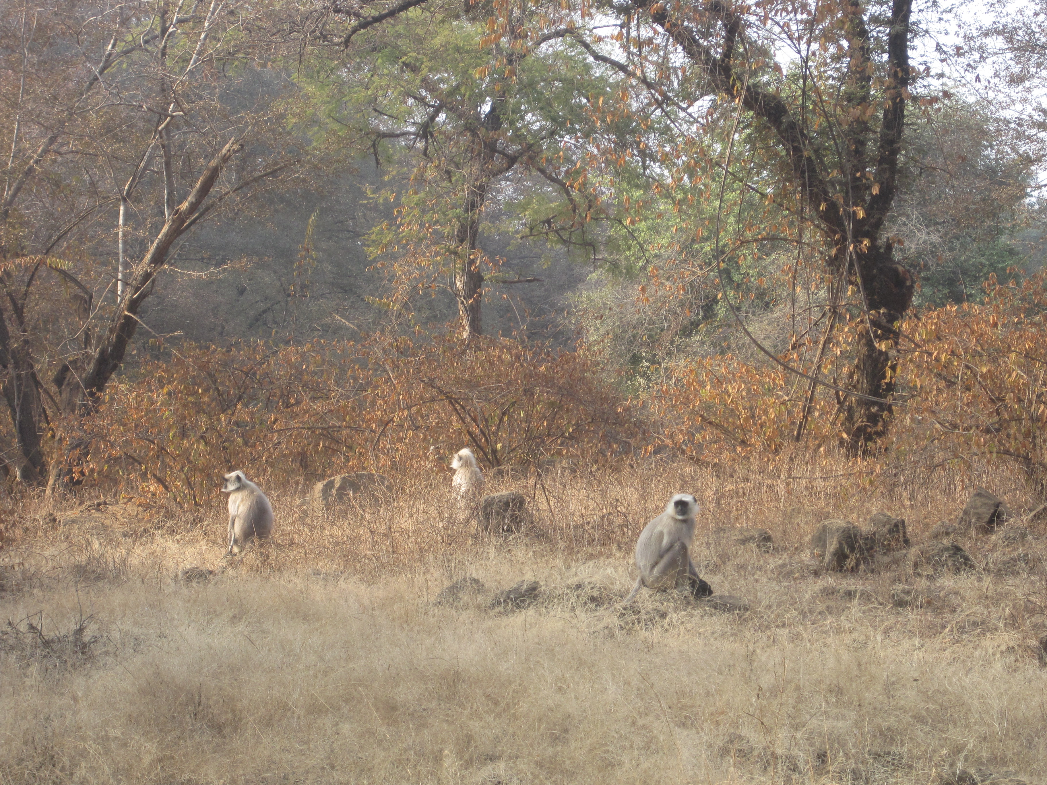 Monkeys in Ranthambhore National Park - photo by Juliamaud